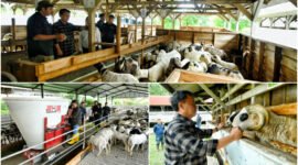 Domba Garut, Senjata Baru Jabar Wujudkan Kemandirian Pangan