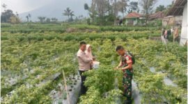 Ketahanan Pangan Desa: Bhabinkamtibmas dan Babinsa Ubah Pekarangan Jadi Ladang Produktif!
