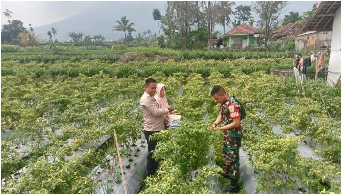 Ketahanan Pangan Desa: Bhabinkamtibmas dan Babinsa Ubah Pekarangan Jadi Ladang Produktif!