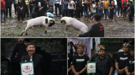 Spektakuler! Piala Danrem Seni Ketangkasan Domba Garut 2025 Sukses Digelar, Antusiasme Masyarakat Membeludak!