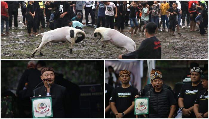 Spektakuler! Piala Danrem Seni Ketangkasan Domba Garut 2025 Sukses Digelar, Antusiasme Masyarakat Membeludak!